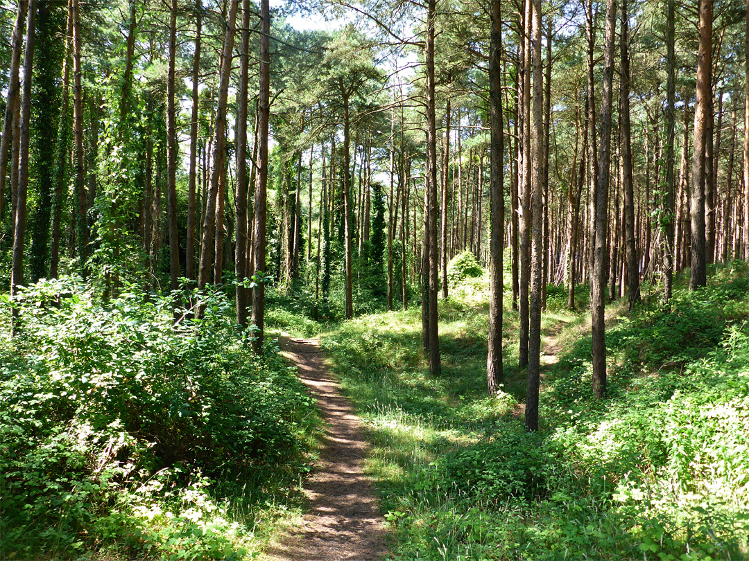 Woodland path