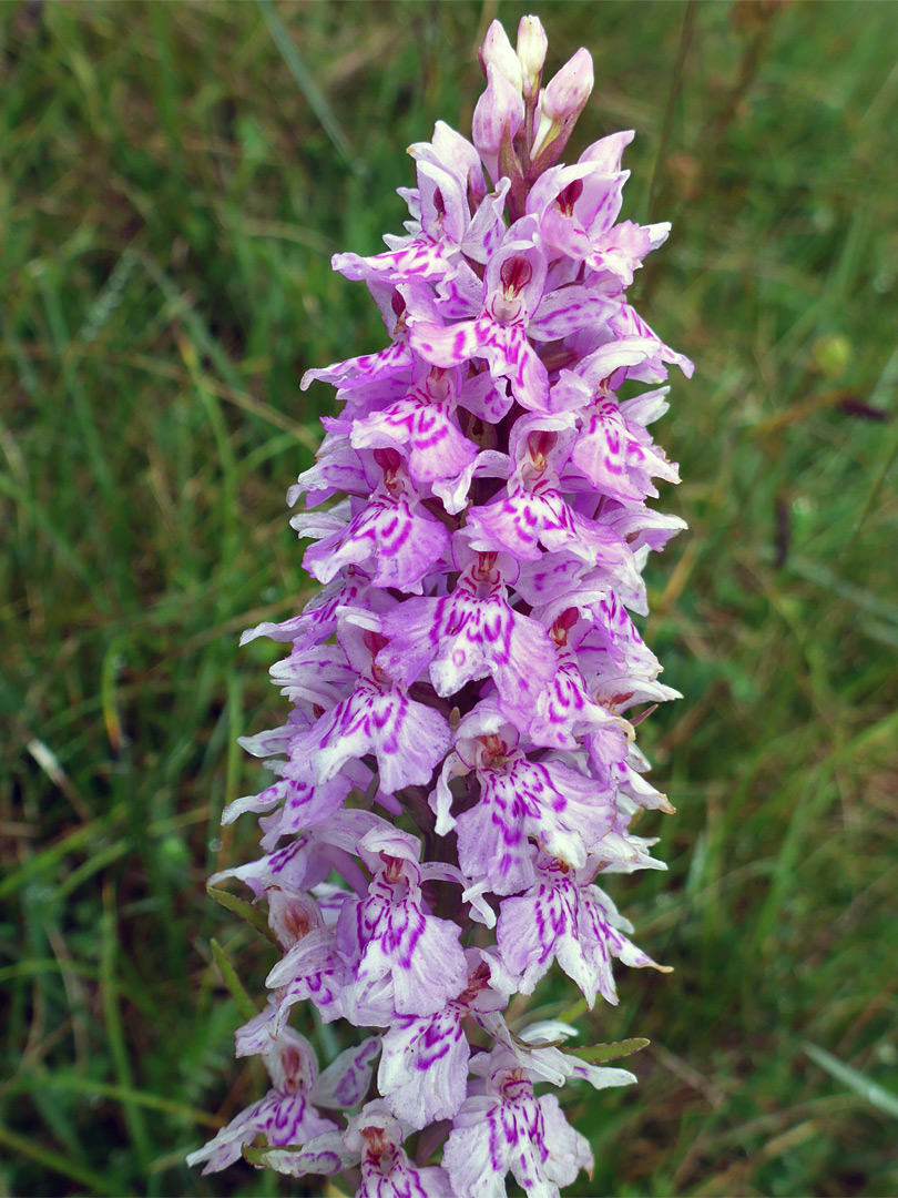 Common spotted orchid