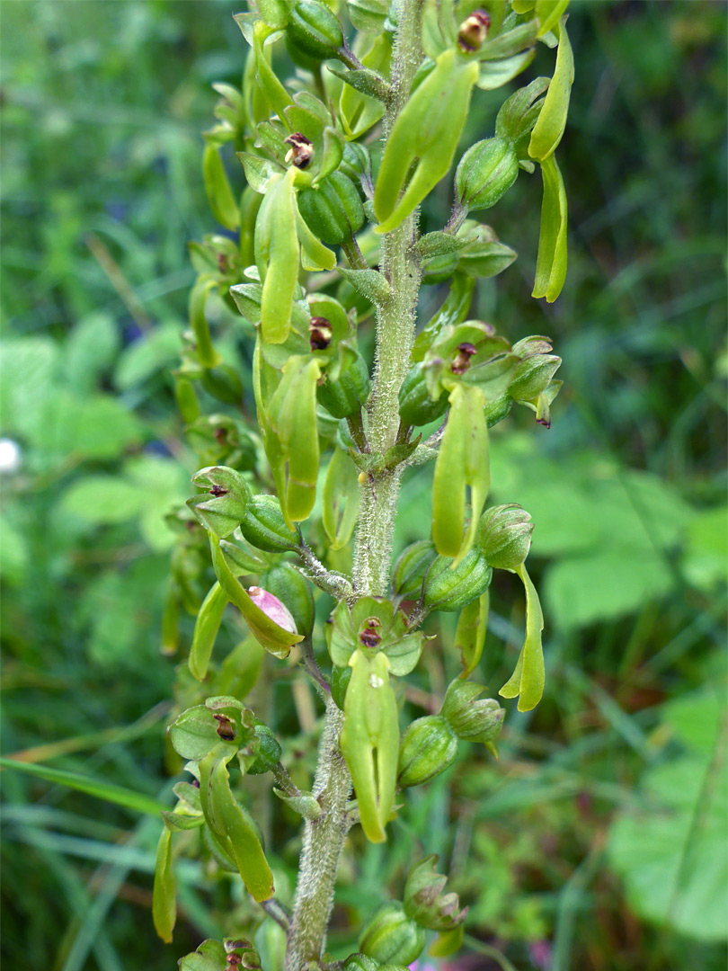 Common twayblade