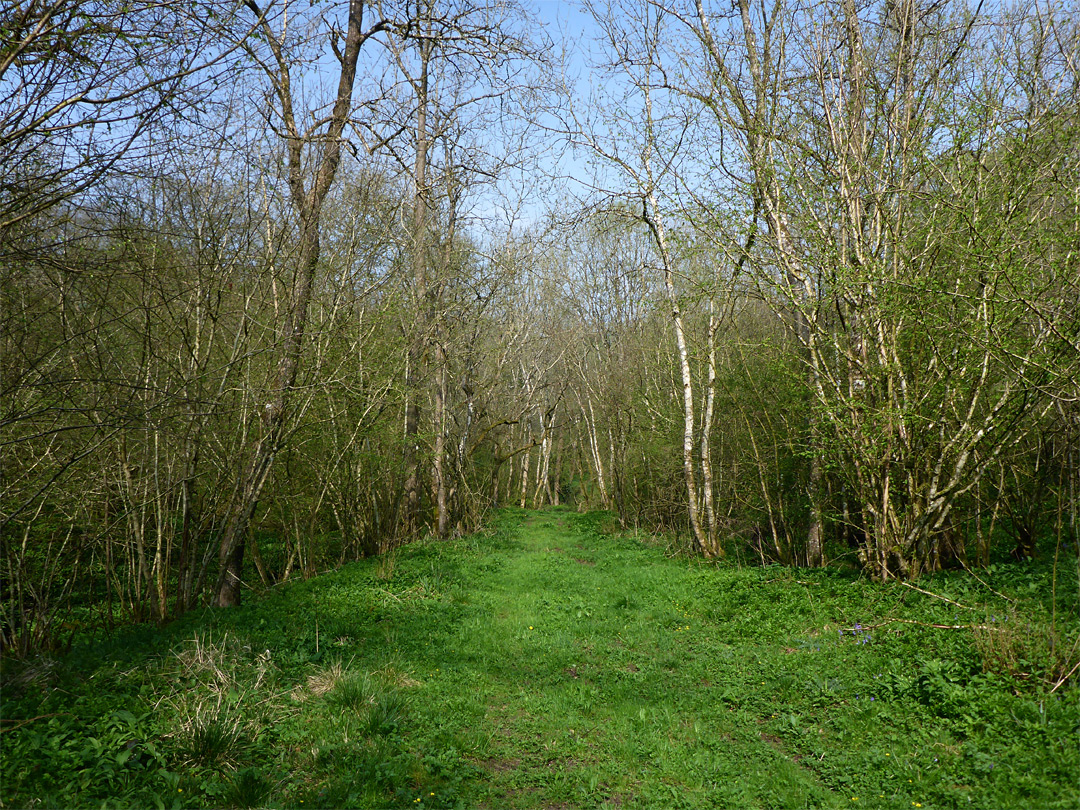 Woodland track