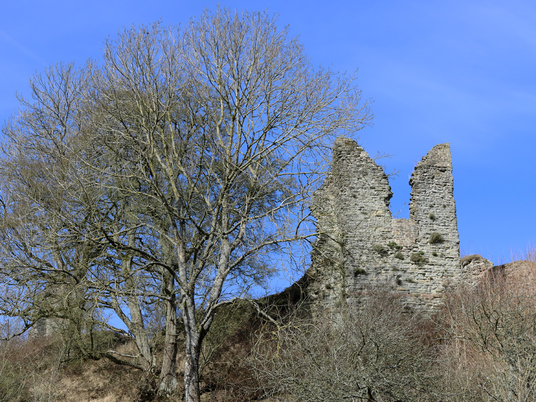 Trees below the keep