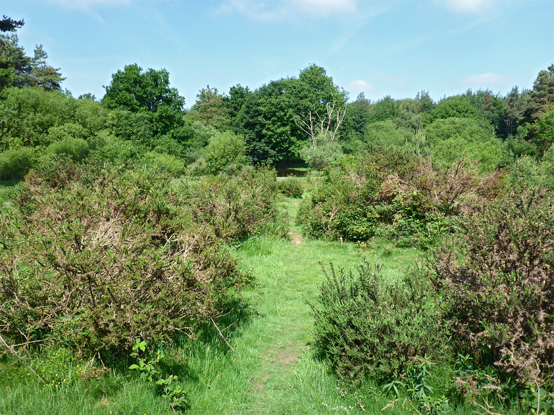 Grassy path