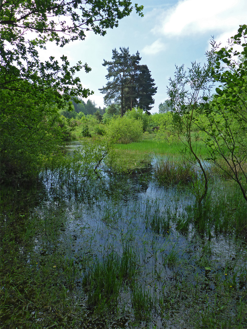 Trees and marsh