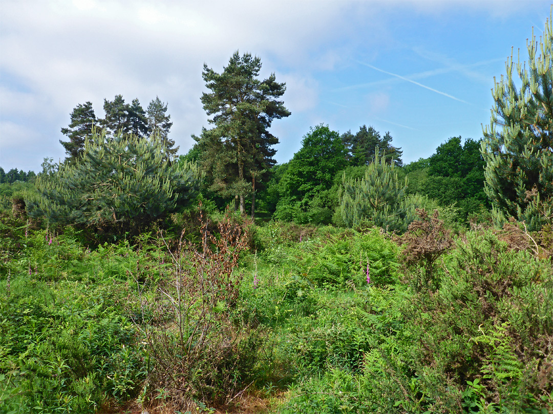 Trees and bushes