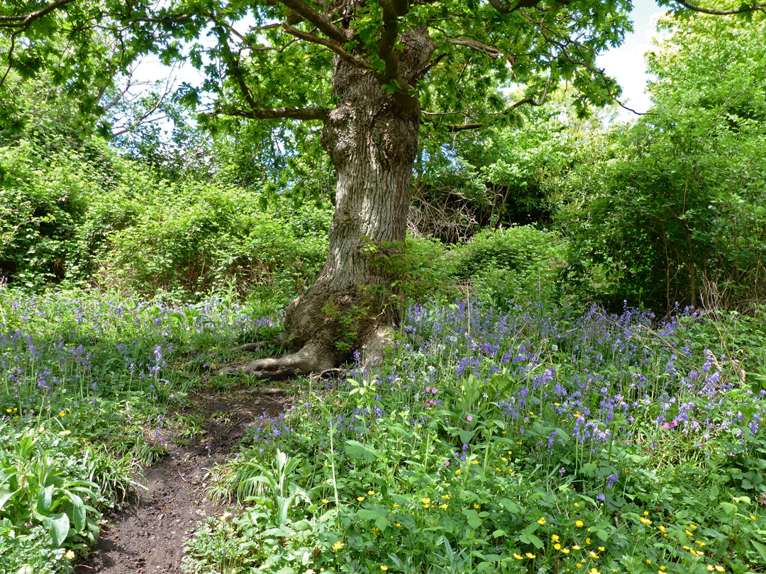 Bluebells