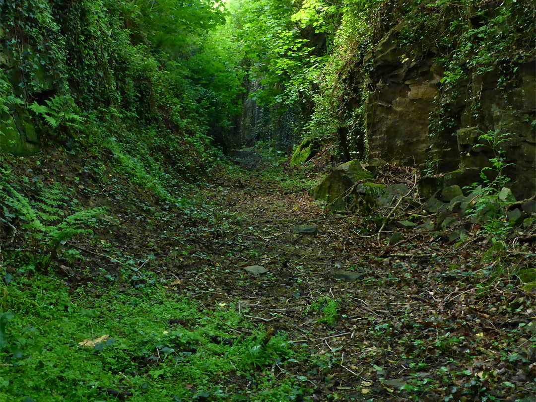 Overgrown tramway