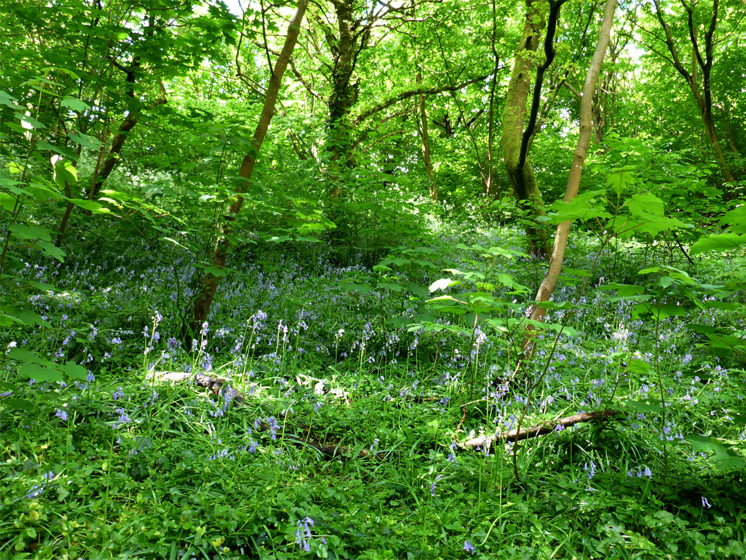 Woodland flowers