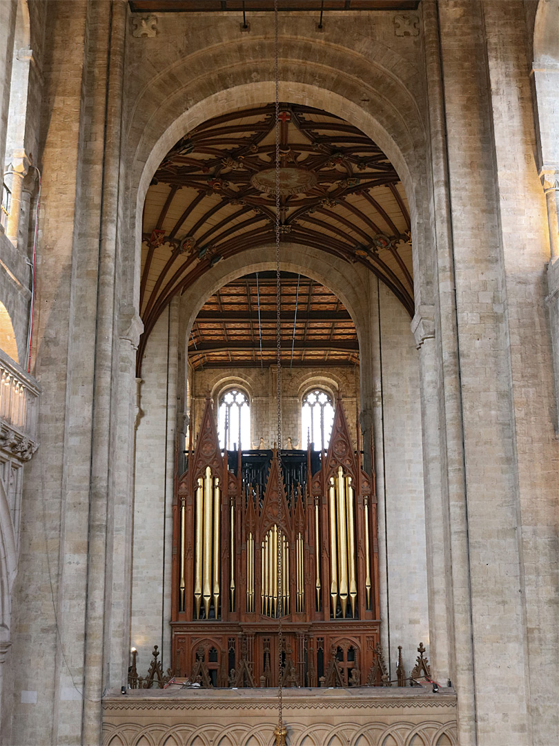 The organ