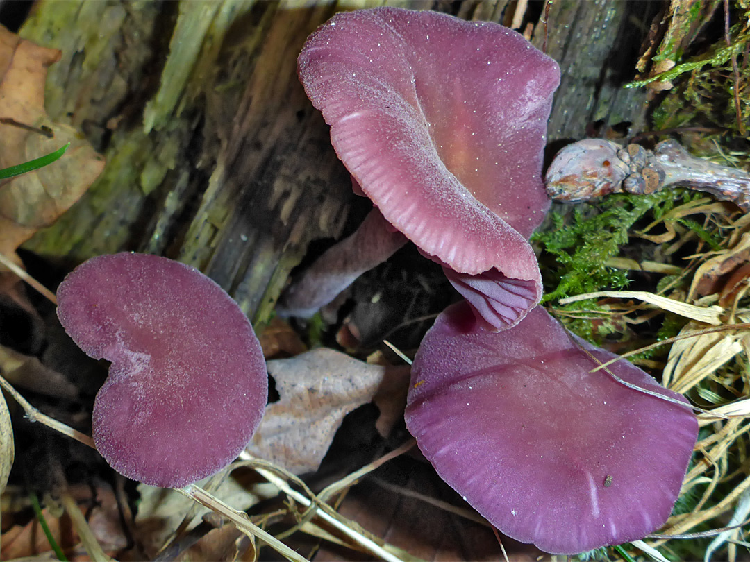 Amethyst deceiver