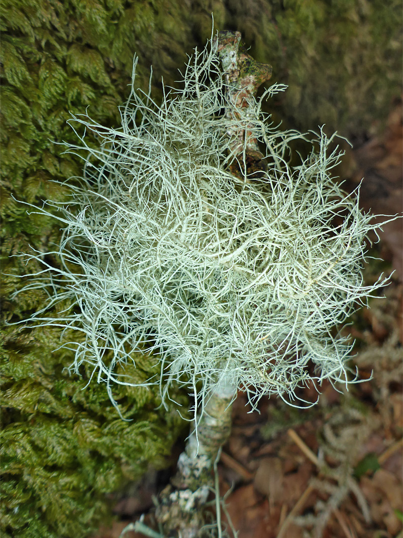 Beard lichen