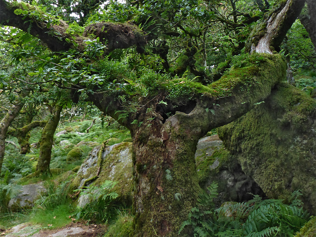 Branch on a boulder