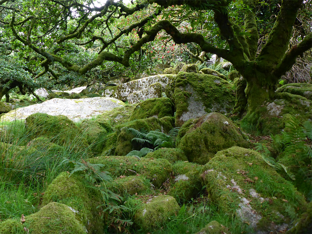 Tree and boulders