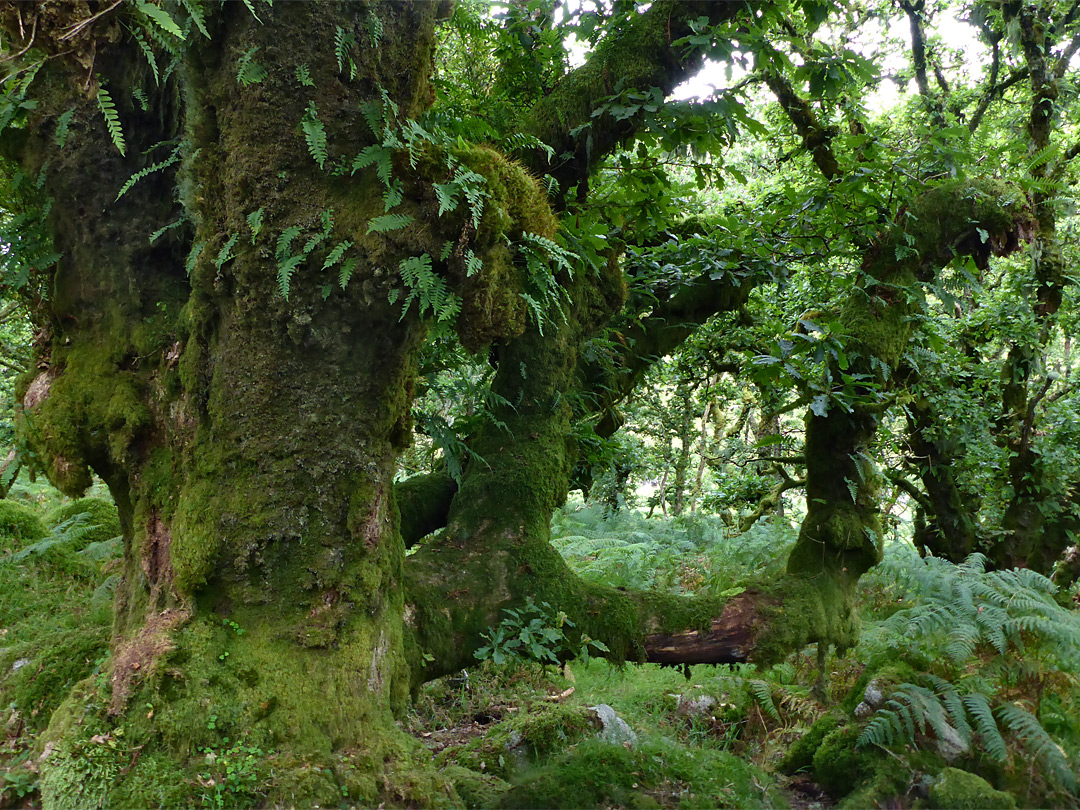 Ferny tree