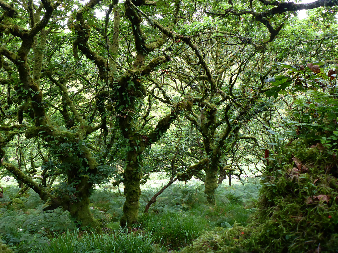 Trees and ferns