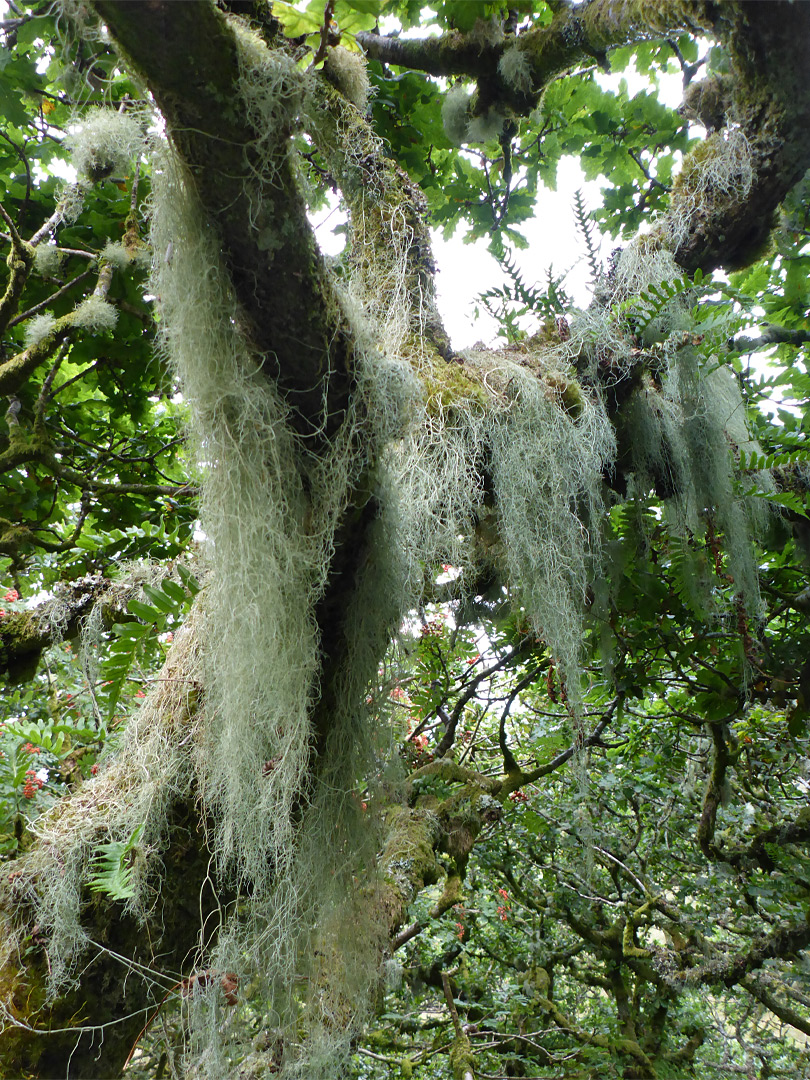 Horsehair lichen