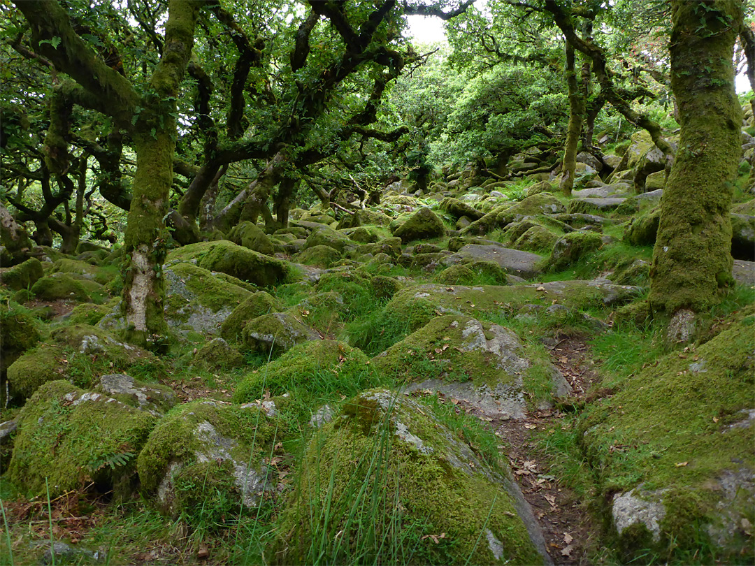 Mossy trunks