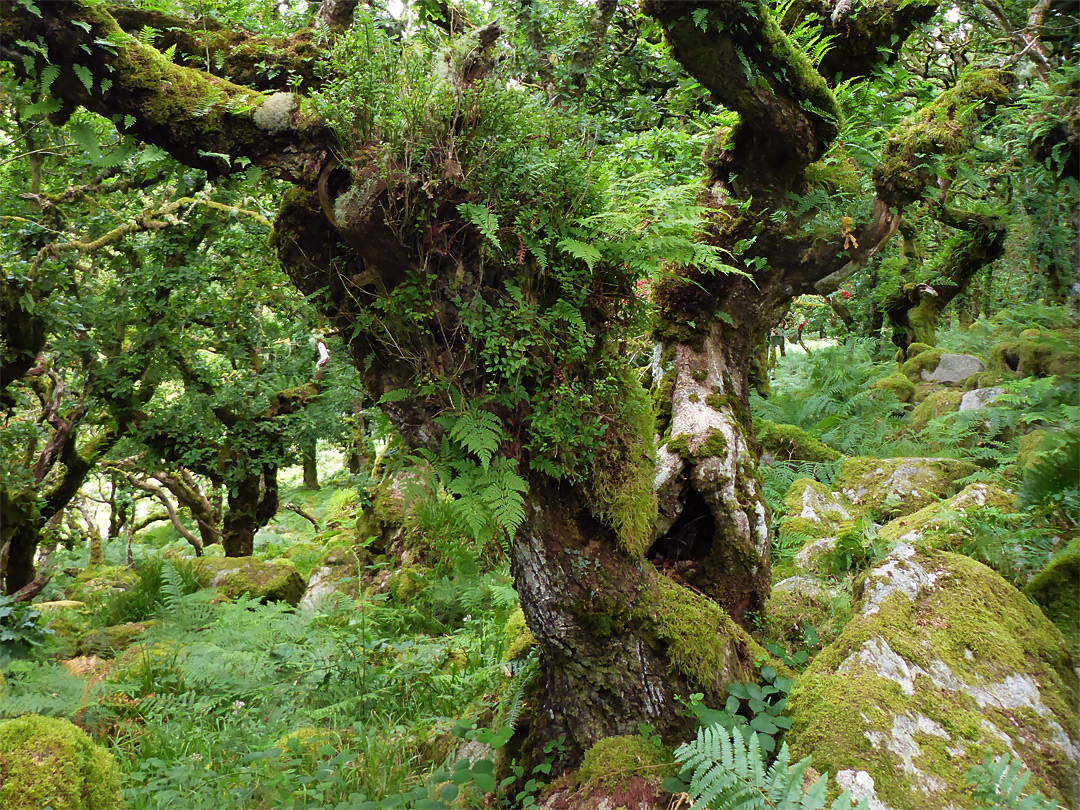 Ancient oak tree