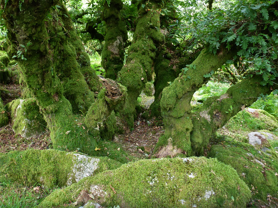 Thick moss