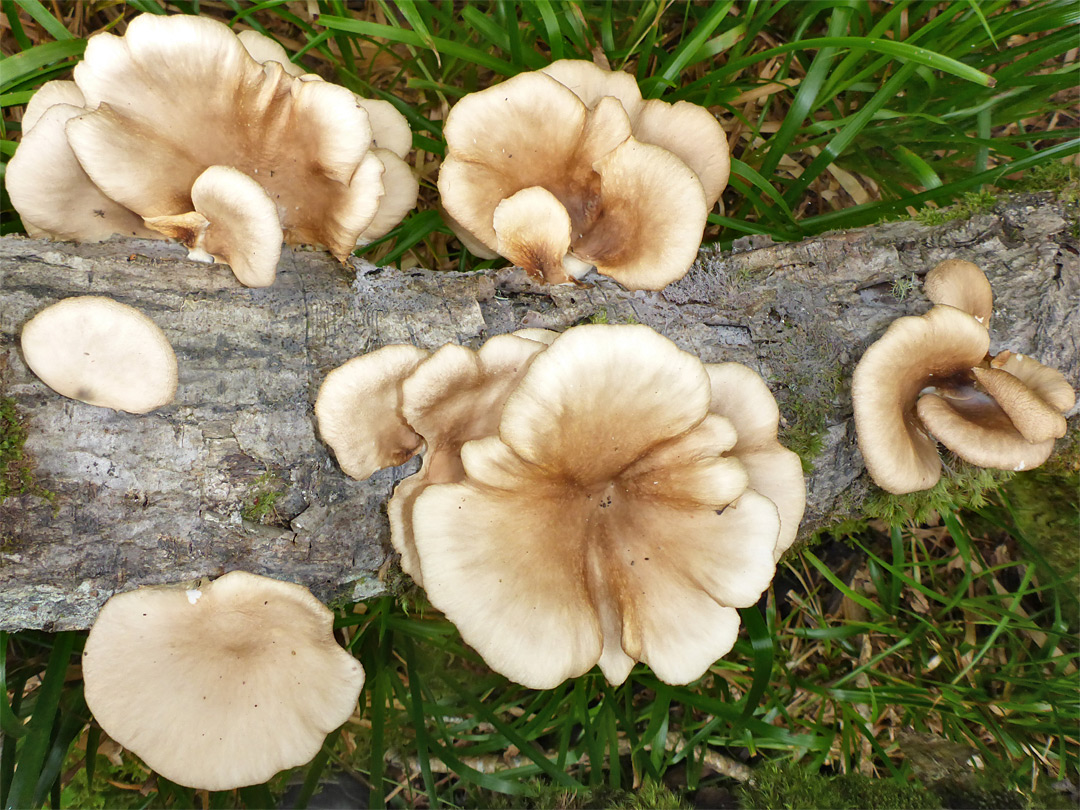 Oyster mushroom - caps