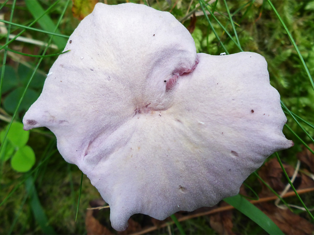 Pale pink mushroom