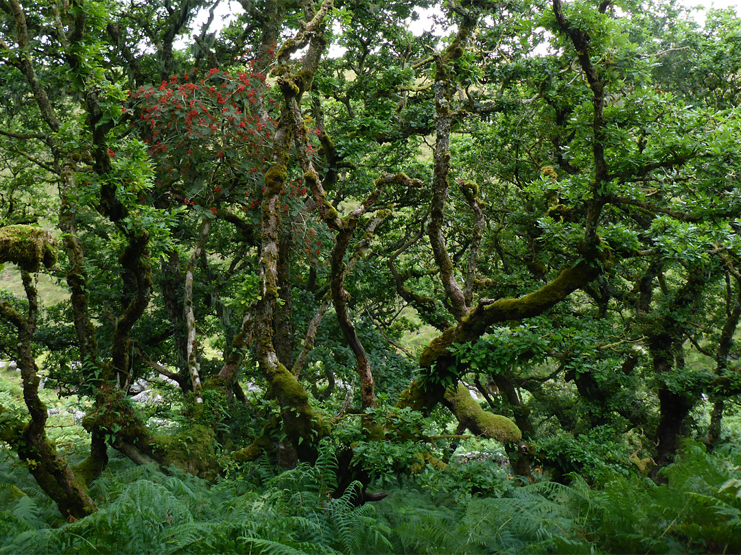 Rowan berries