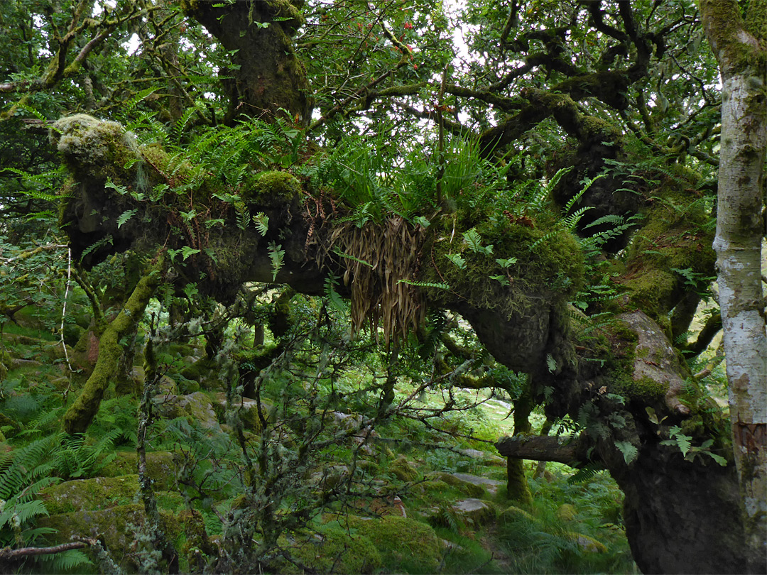 Elevated plants