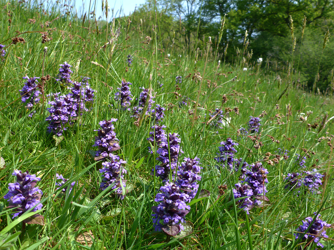 Cluster of flowers