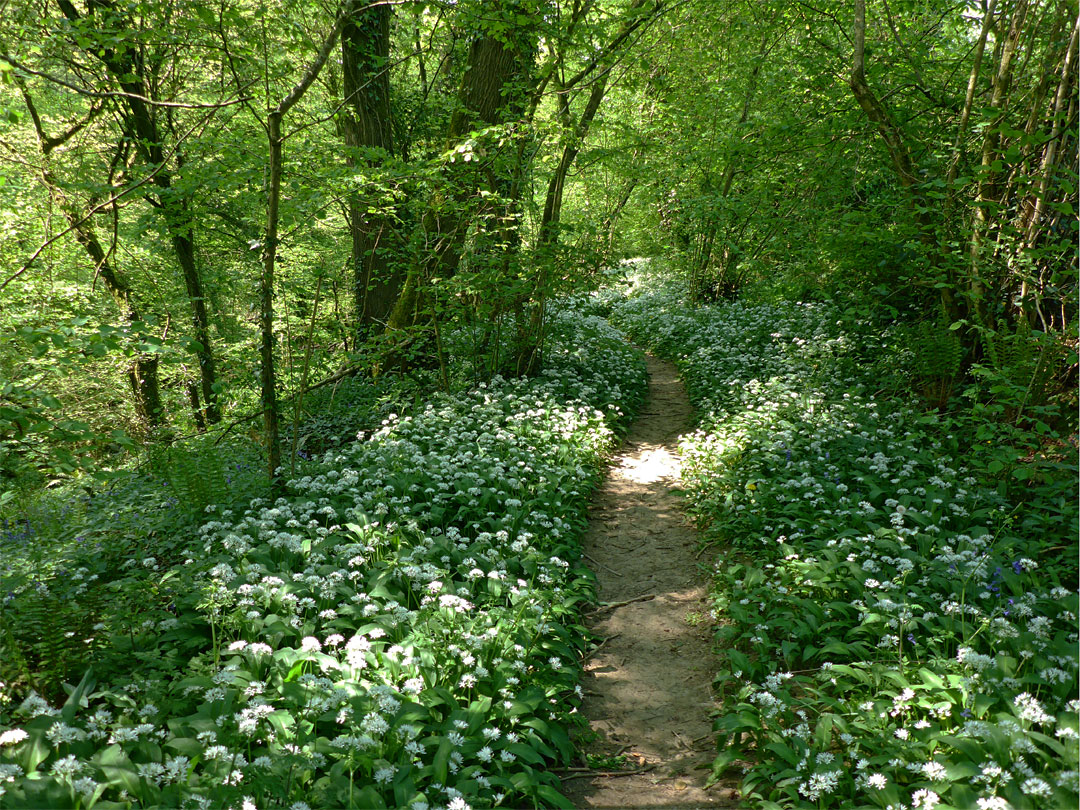 Woodland path