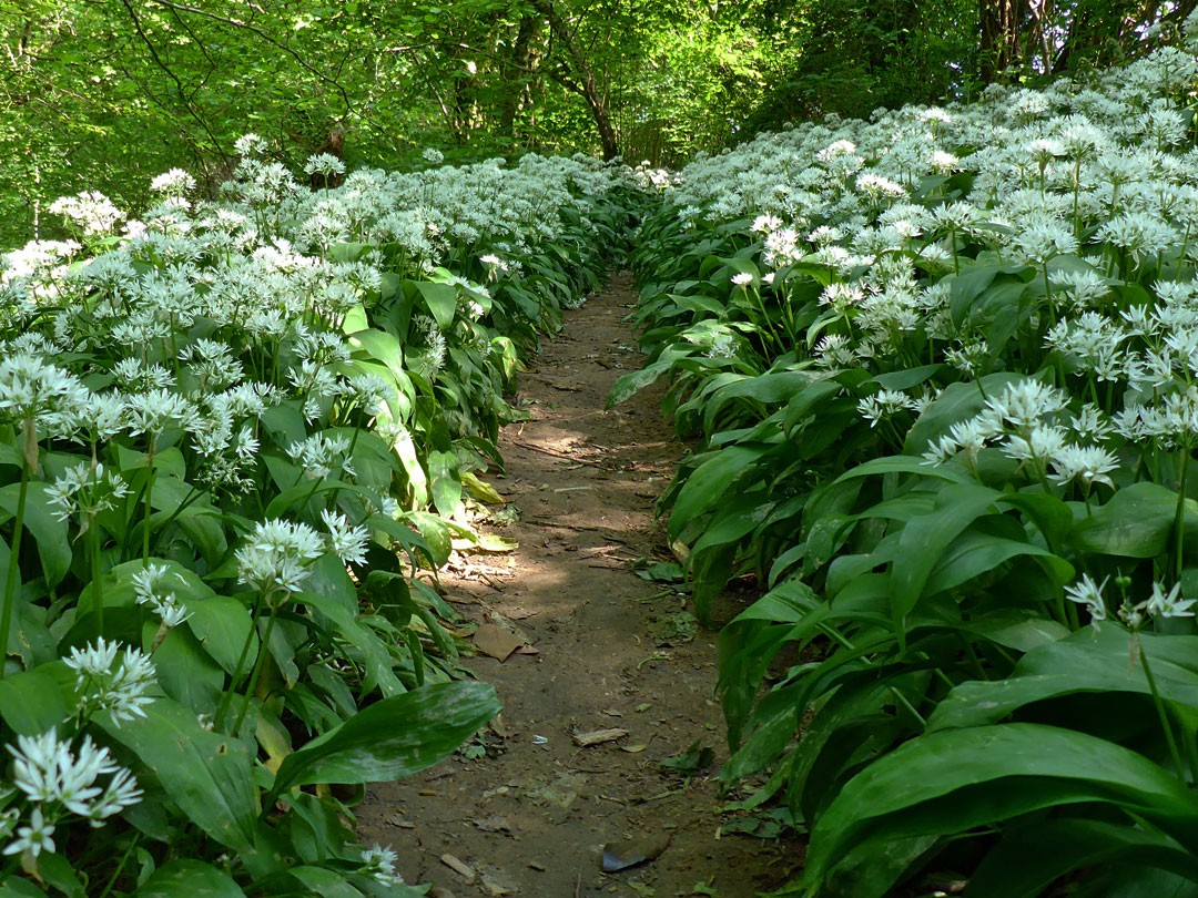 Dense patch of wild garlic