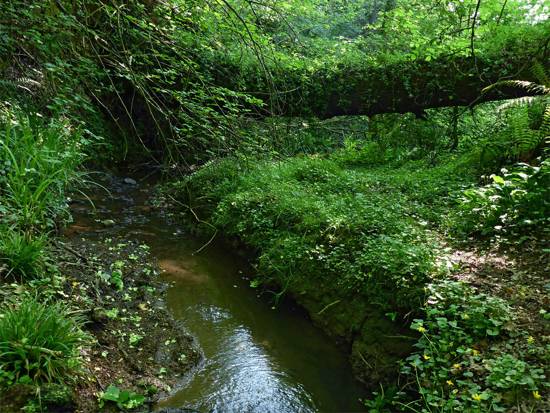 Tree across the stream