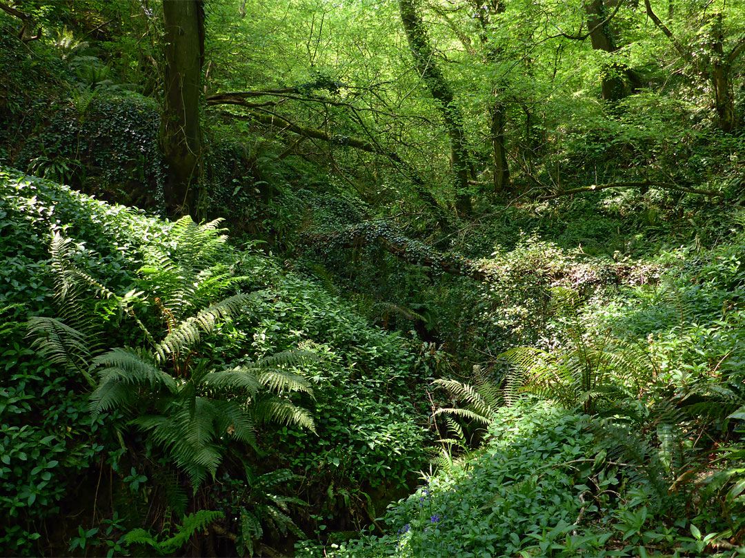 Overgrown ravine