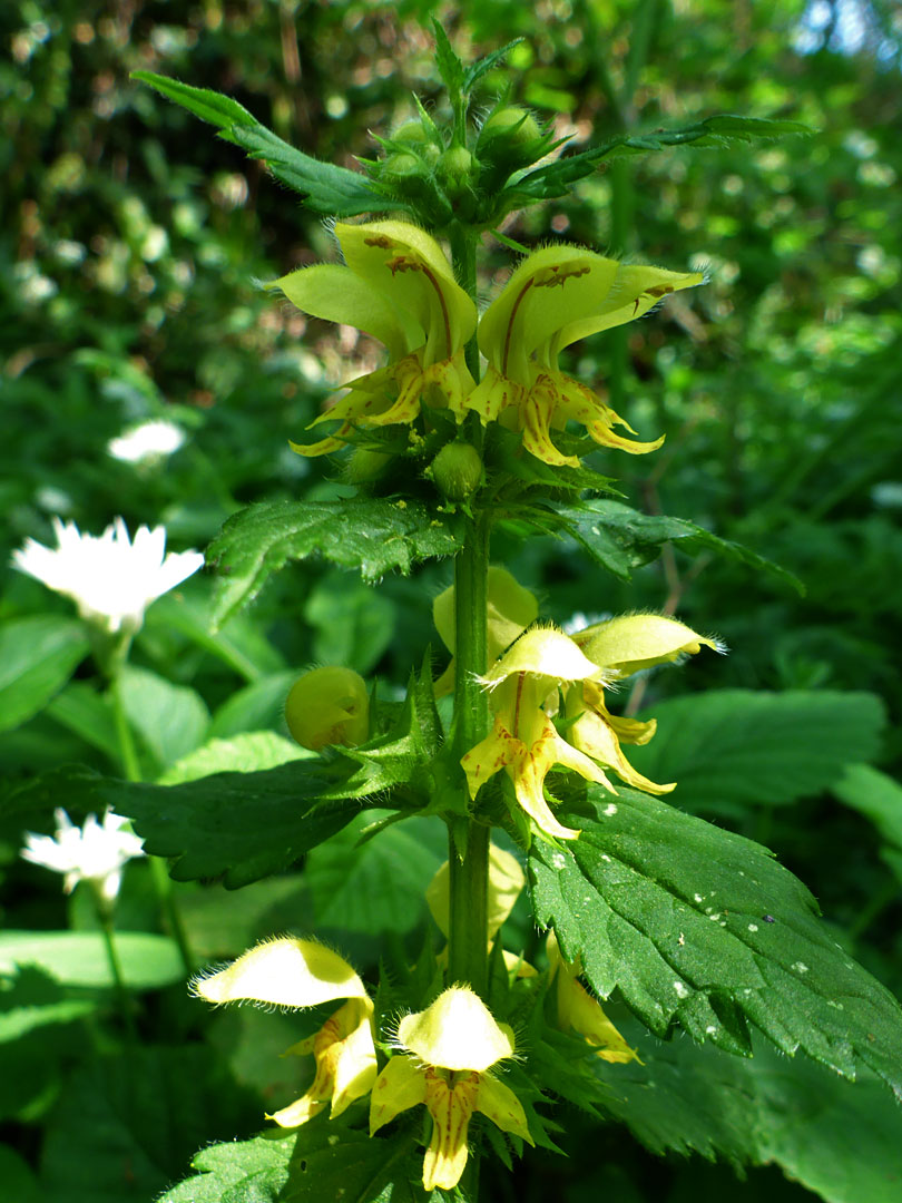 Yellow archangel