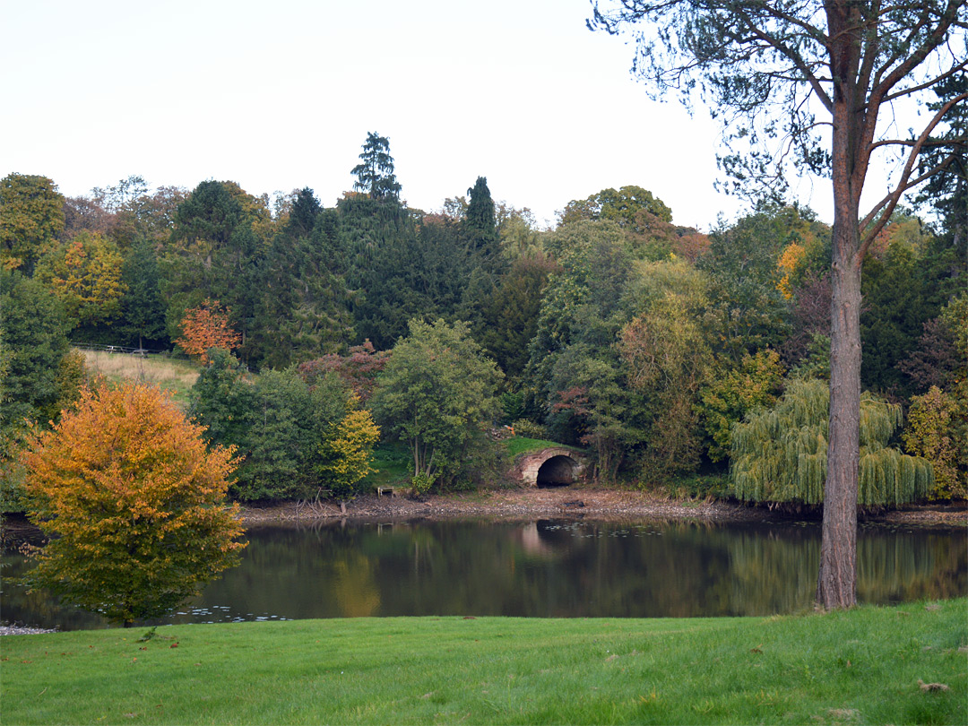 Trees by the lake