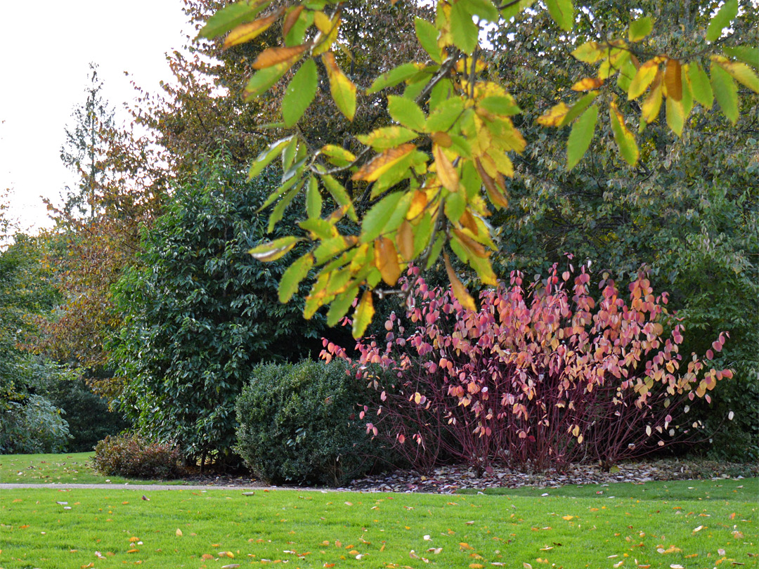 Red-leafed bush