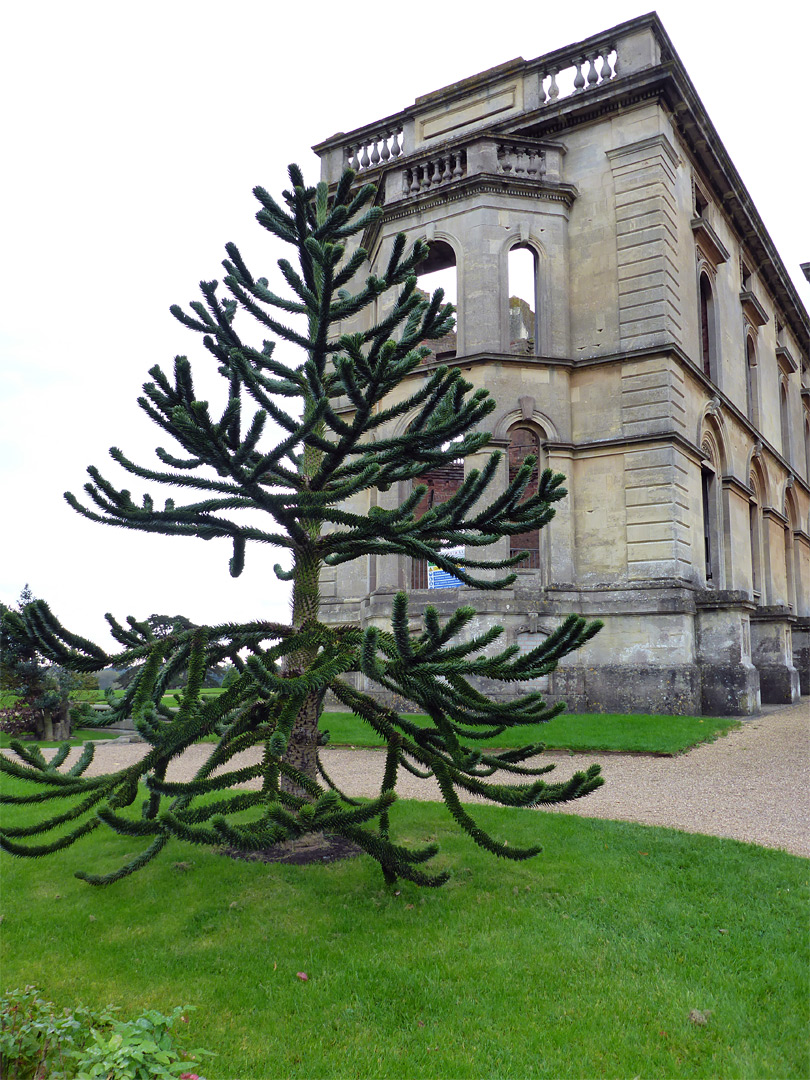 Monkey puzzle tree