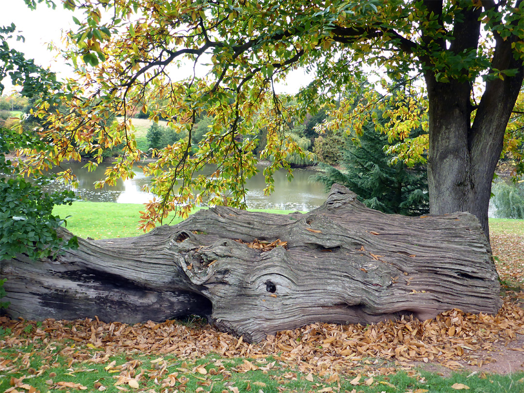 Ancient tree trunk