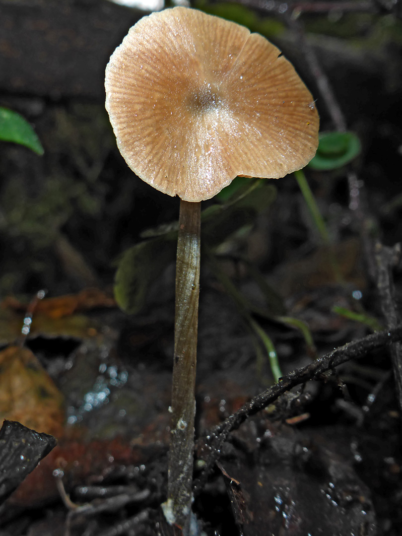 Bonnet