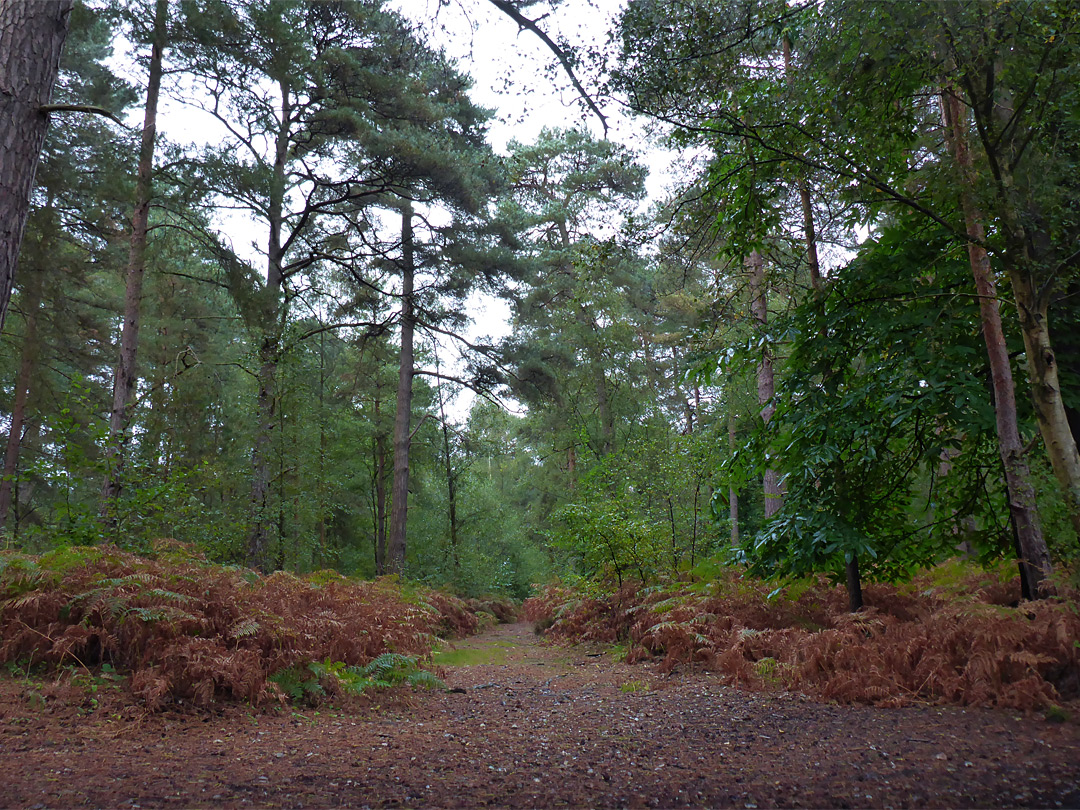 Ferns beside a path