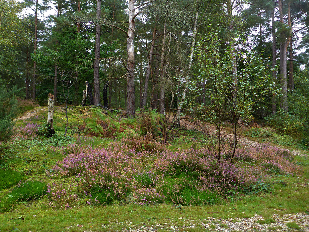 Heather and trees