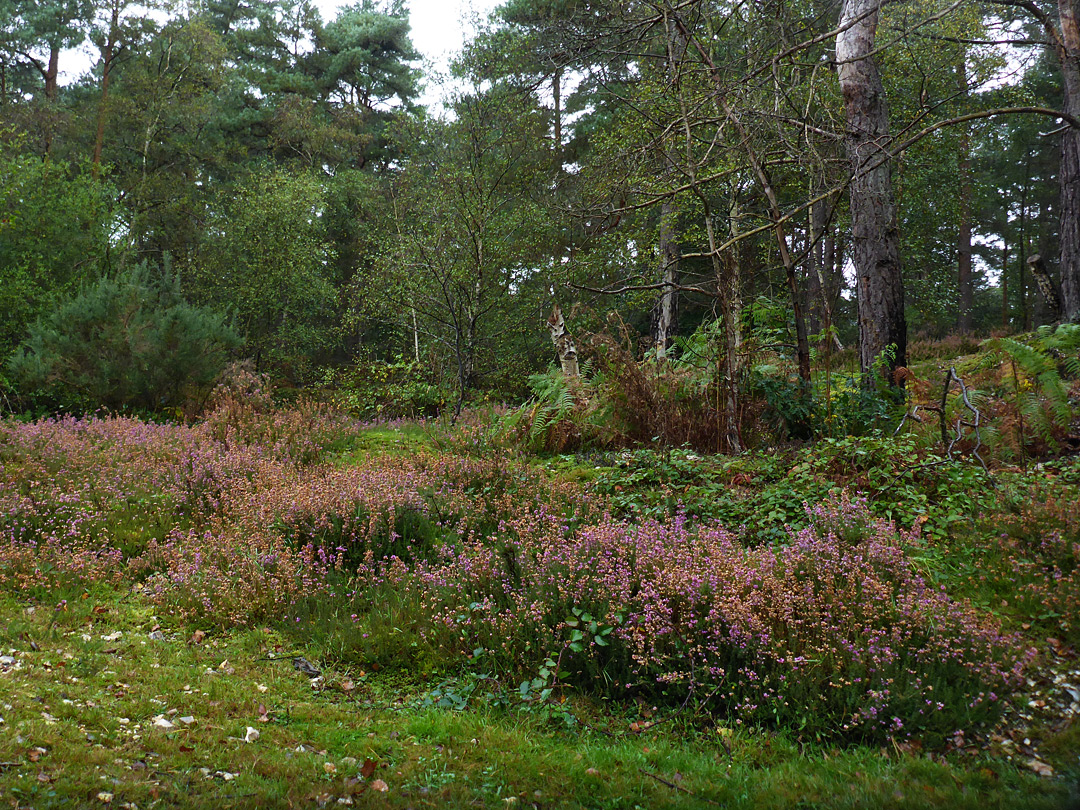 Withering heather