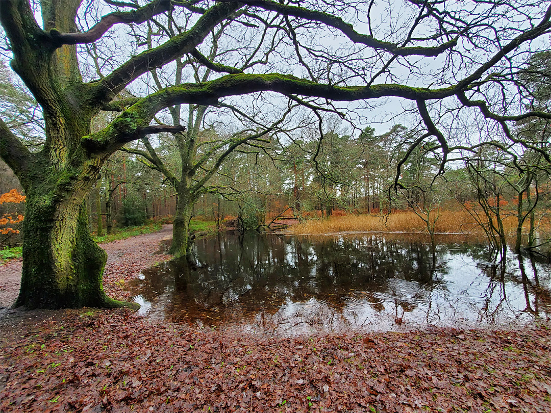 Oak beside a pond