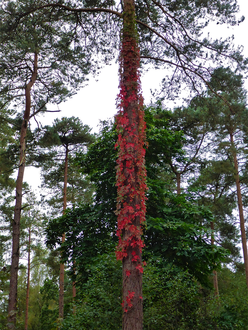 Red-leafed ivy