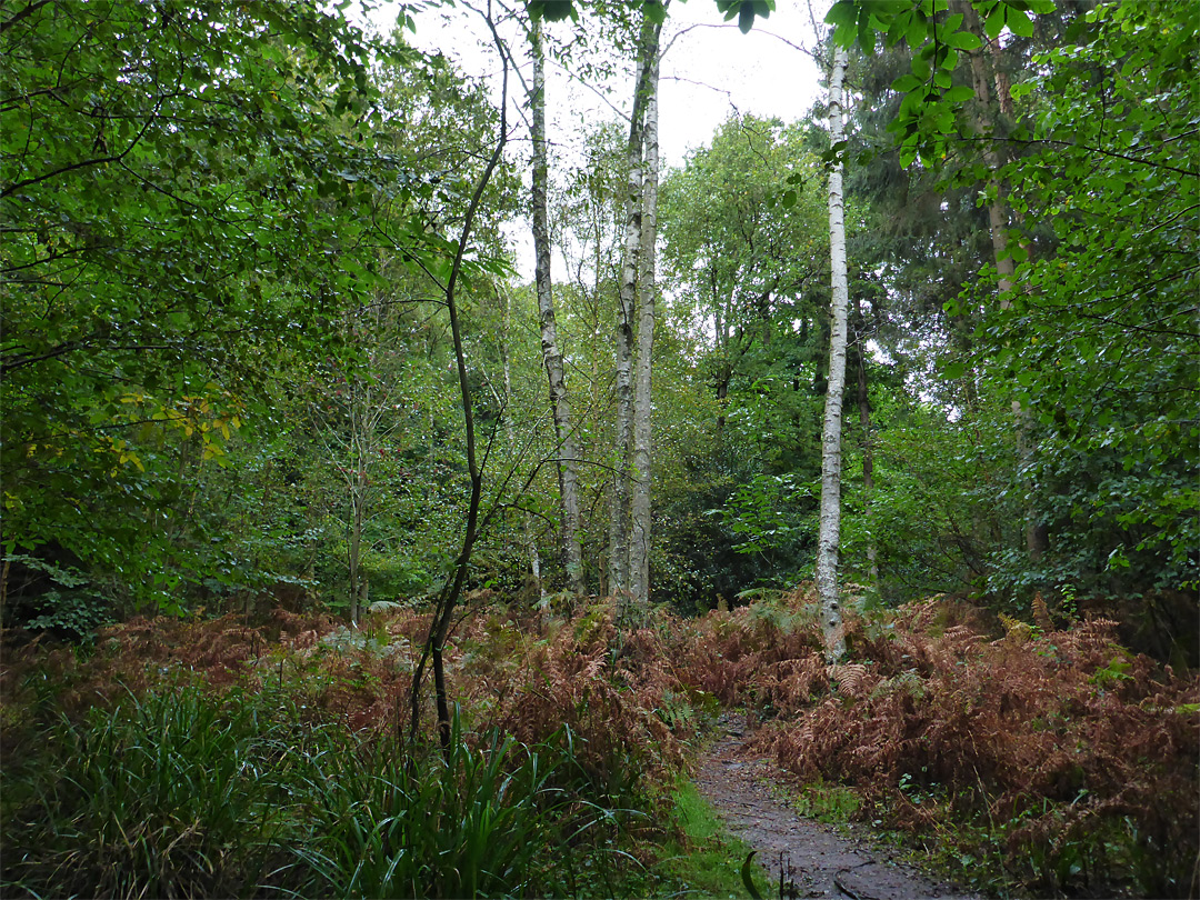 Dense woodland