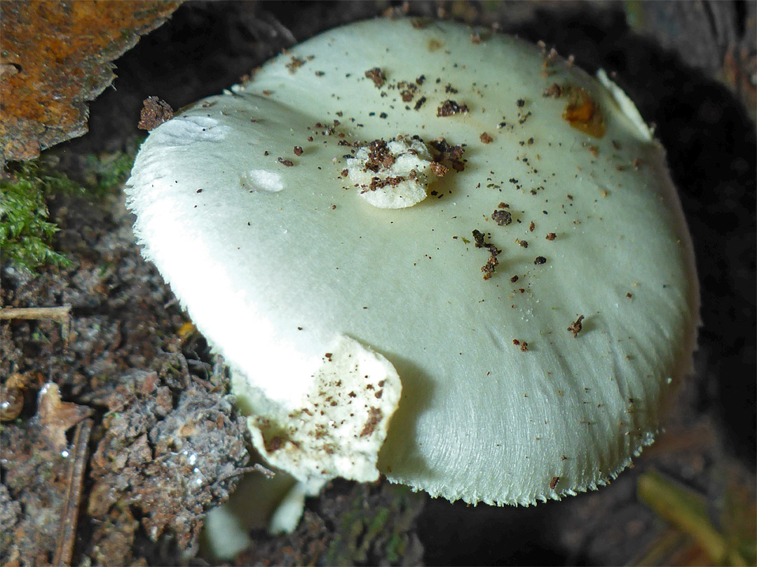 White amanita