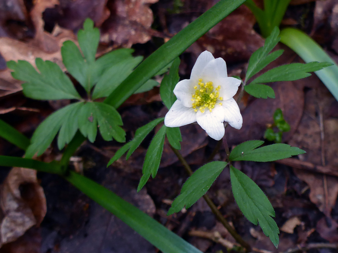 Wood anemone