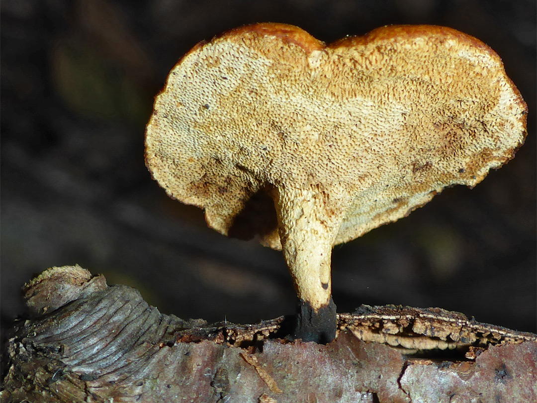 Blackfoot polypore