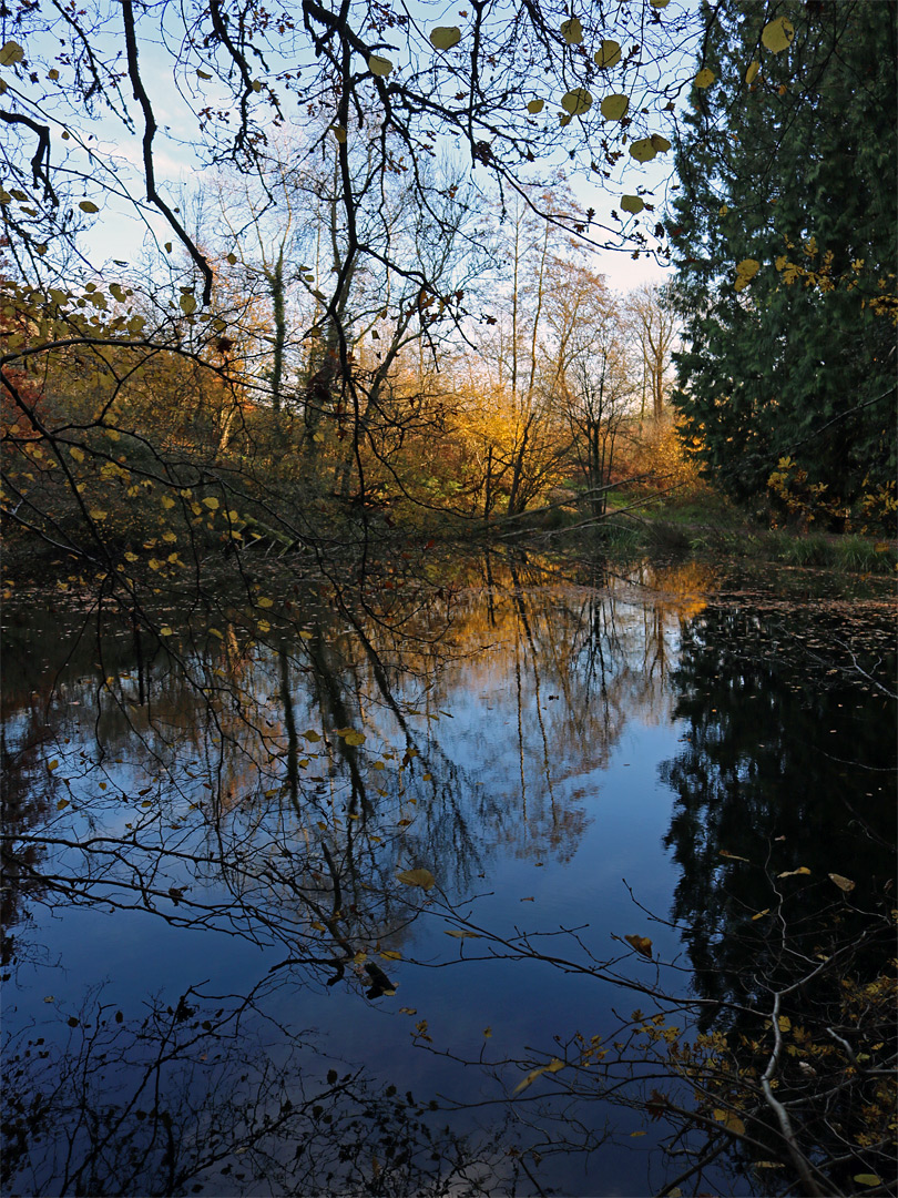 Photographs of Woodchester Park, Gloucestershire, England: Honeywell Pond