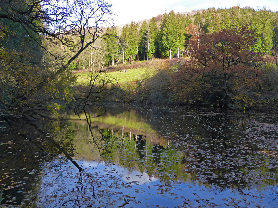 Reflections on Honeywell Pond