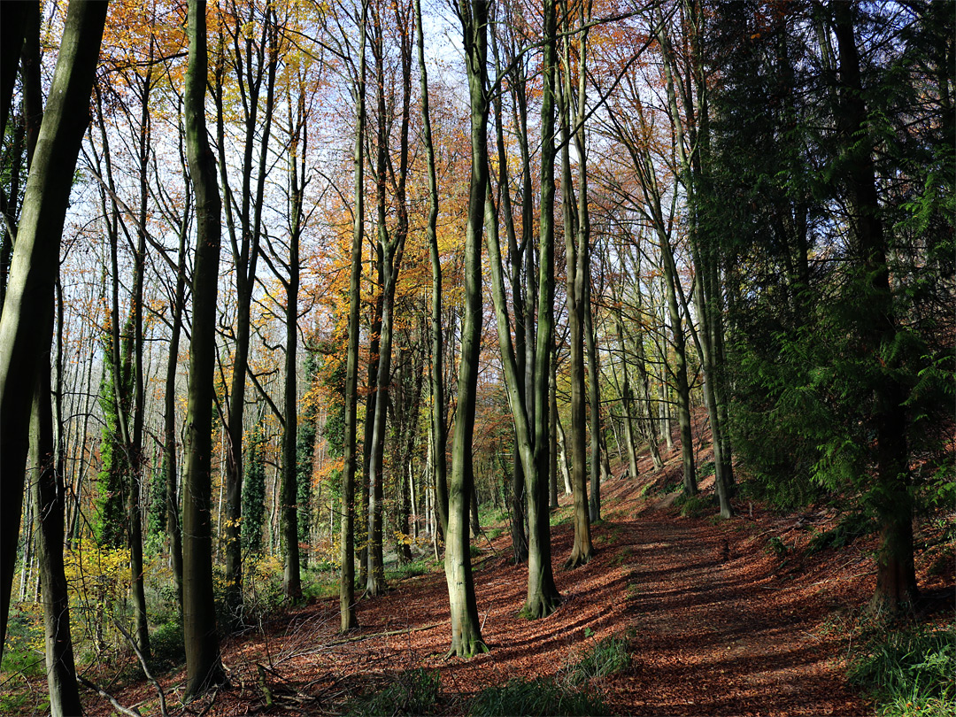 Forest track