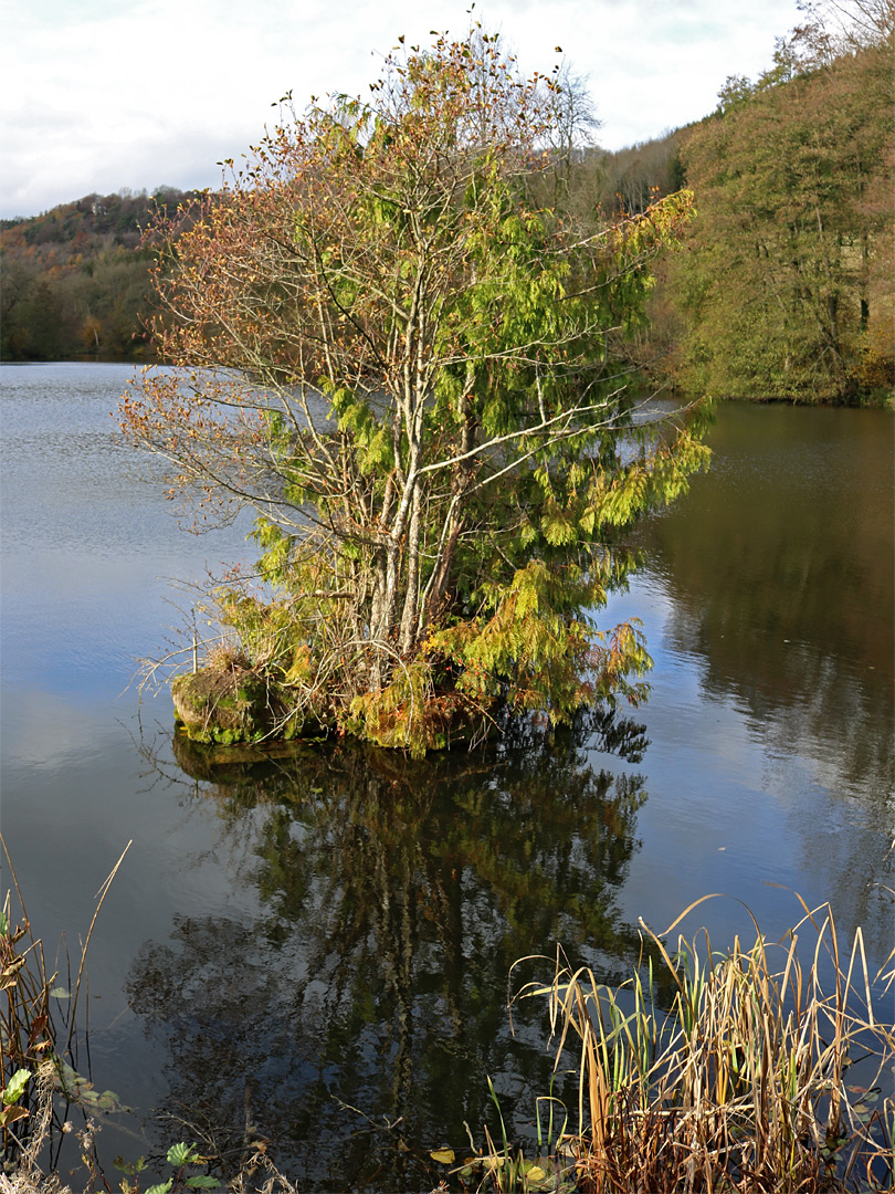 Tree on an island